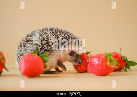 Hedgehog and strawberry berries.food for hedgehogs.Cute hedgehog and red strawberries on a beige background.Baby hedgehog.strawberry harvest.African Stock Photo