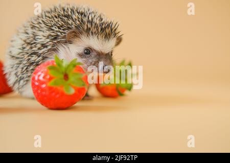 Hedgehog and strawberry berries.food for hedgehogs. Cute gray hedgehog and red strawberries on a beige background.Baby hedgehog.strawberry harvest Stock Photo