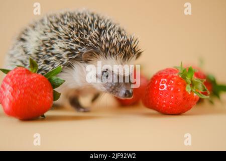 Hedgehog and strawberry.food for hedgehogs.gray hedgehog and red strawberries on a beige background.Baby hedgehog.strawberry harvest.African hedgehog Stock Photo