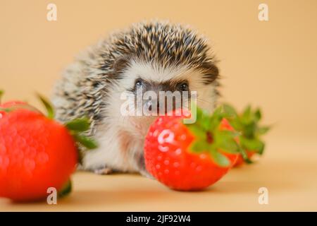 hedgehog and red strawberries on a beige background.Baby hedgehog.strawberry harvest.African hedgehog. pet and red berries. Strawberry season.  Stock Photo