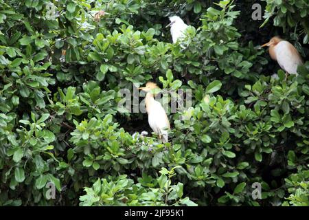 some birds duck sitting on a big tree Stock Photo