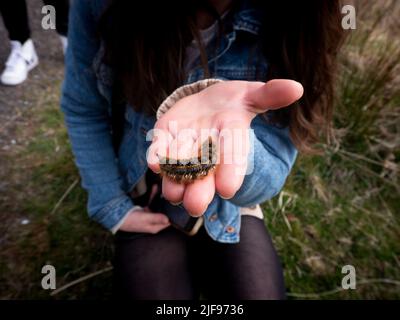 Woman holding a hairy caterpillar on her outstretched palm in Scotland, spring 2022 Stock Photo