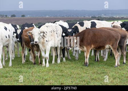 A mixture of Jersey and Holstein dairy cows in a pasture in the Eastern Cape province in South Africa Stock Photo
