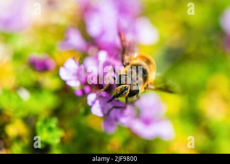 Common Drone Fly, Eristalis tenax on pink flowers Stock Photo