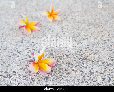 Pink Tropical Plumeria flower on the floor Stock Photo