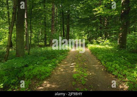 Dirt road through the green summer forest Stock Photo