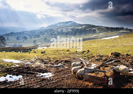 Sheep being fed on a muddy field in winter. Stock Photo