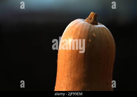 Wet pumpkin butternut squash isolated on black background Stock Photo