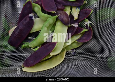 Sugar snap peas in three different colours Stock Photo