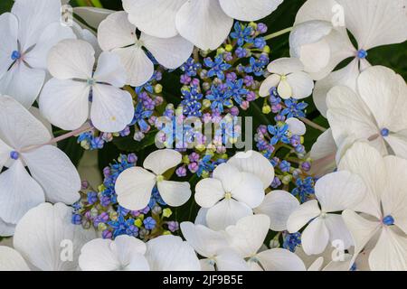 Hydrangea macrophylla 'White Wave' at Aberglasney Gardens Stock Photo