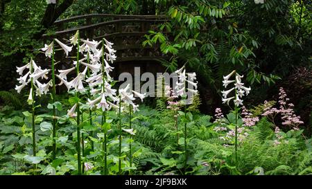 Cardiocrinum giganteum and Rodgersia in Bishop Rudd's Walk at Aberglasney Stock Photo