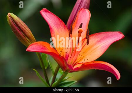 Asiatic Lily flower with soft focus natural background Stock Photo