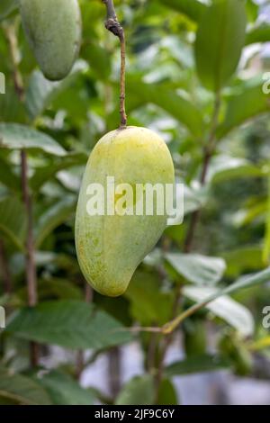 Close up shot of hanging ripe yellow mango on the tree Stock Photo