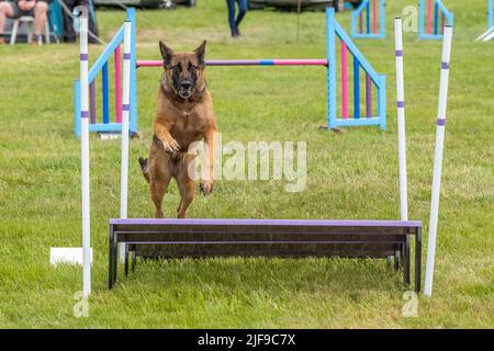 how do i teach my dog to jump over hurdles