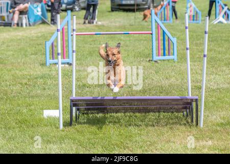 Dog jumping during an agility competition Stock Photo