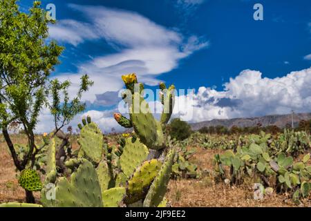 Flowering prickly pears of different colors, prickly pears field in ...