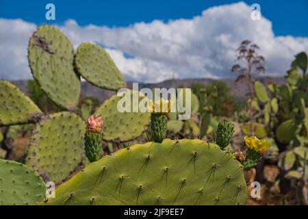 Flowering prickly pears of different colors, prickly pears field in ...