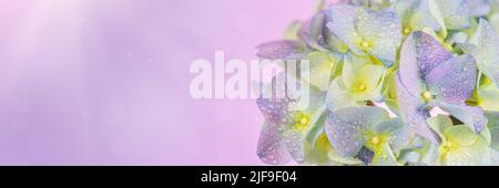 Panoramic Spring Nature background with blooming hydrangea flowers Stock Photo