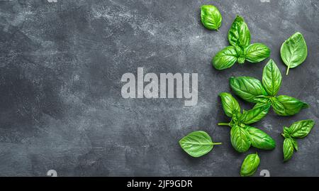 Fresh basil leaves on a black background. Stock Photo