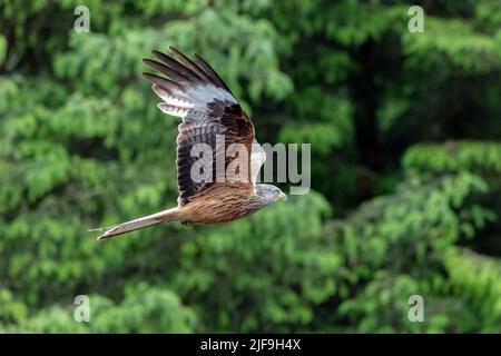 A close up of a red kite in flight. The background consists of trees which are out of focus. Its wings are spread out Stock Photo
