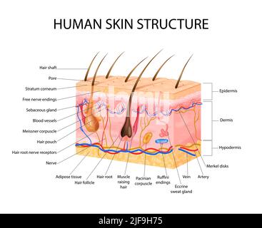 Skin sensory receptors concept with epidermis hair and dermis flat vector illustration Stock Vector