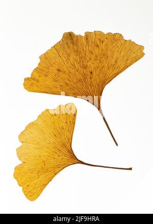 Gingko leaves: Ginkgo biloba. Transilluminated Stock Photo