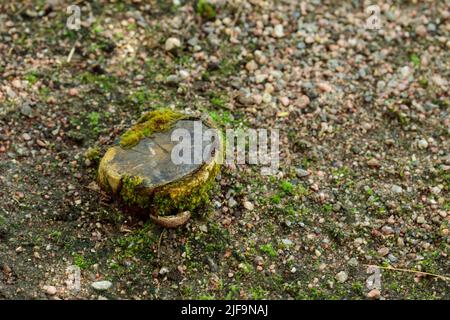 Seamless dirt road texture background top view Stock Photo