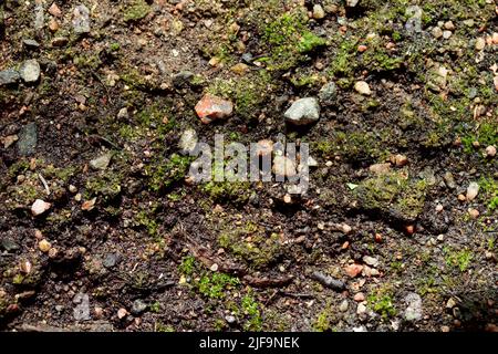 Seamless dirt road texture background top view Stock Photo