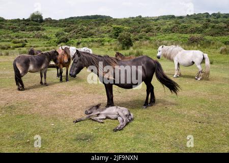 Dartmoor ponies and foals, Cadover Bridge near Yelverton, Dartmoor National Park, Devon, UK Stock Photo