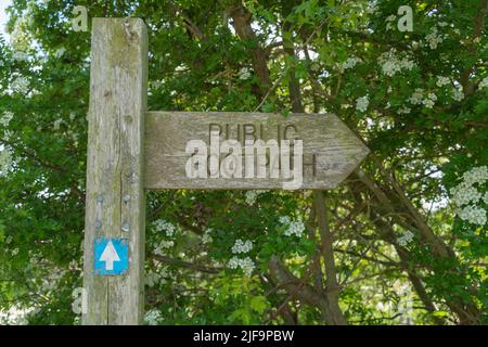 Walking, trail, route, brambles, hedgerow, narrow lane, trees, green lane, public footpath, sign post, country lane, walkers, ramblers, right of way. Stock Photo