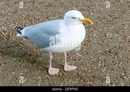 Llandudno...seagull on the prom. waiting for discarded chips Stock Photo