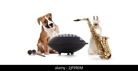 Creative collage with dog and rabbit playing music instruments together isolated over white background Stock Photo