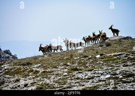 The Iberian ibex or ibex is one of the species of bovids of the genus Capra that exist in Europe Stock Photo