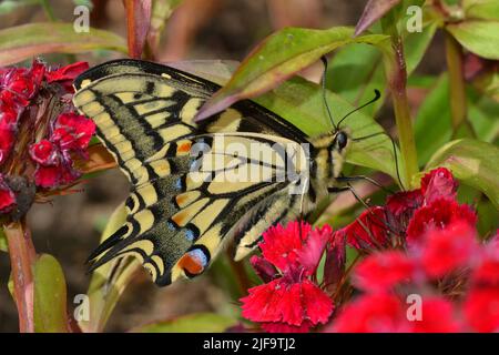 Swallowtail butterfly, Strumpshaw Fen, Norfolk Stock Photo