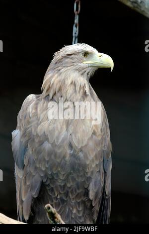 Big White-tailed eagle, portrait of a bird. Beautiful white tailed eagle standing in a cage at the zoo. Stock Photo