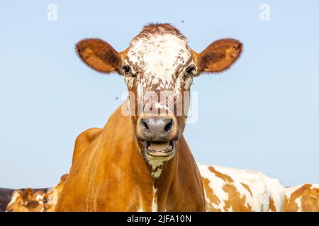 Funny cow red mottled freckled, blue background, mouth open bellow showing teeth and gums Stock Photo