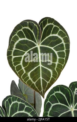 Beautiful leaf of tropical 'Anthurium Clarinervium' houseplant with lace pattern on white background Stock Photo