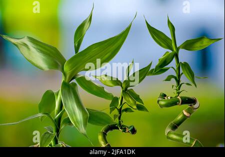 Lucky Bamboo, Ribbon Dracaena, Curly Bamboo, Chinese Water Bamboo, close-up of a plant on a blurry delicate background, background for projects Stock Photo
