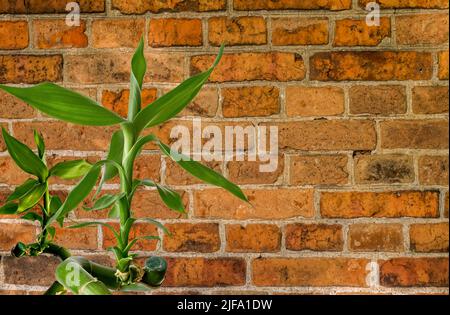 Lucky Bamboo, ribbon dracaena, curly bamboo, Chinese aquatic bamboo, plant at close range on a background of a red brick wall, background for projects Stock Photo