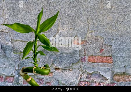 Lucky Bamboo, ribbon dracaena, curly bamboo, Chinese aquatic bamboo, plant at close range on a brick wall background, background for projects, place f Stock Photo