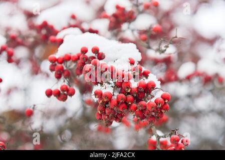 Red berries of viburnum or mountain ash under the snow on a tree Stock Photo