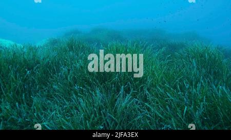 Dense thickets of green marine grass Posidonia, on blue water background. Green seagrass Mediterranean Tapeweed or Neptune Grass (Posidonia) . Stock Photo