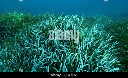 Dense thickets of green marine grass Posidonia, on blue water background. Green seagrass Mediterranean Tapeweed or Neptune Grass (Posidonia) . Stock Photo