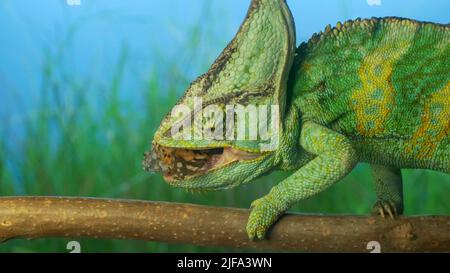 Close-up, adult bright green chameleon sits on branch and eats motley butterfly. . Veiled chameleon (Chamaeleo calyptratus) and Painted lady (Vanessa Stock Photo