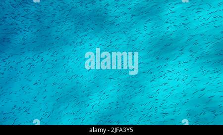 Massive school of small fish swims over sandy bottom background. Shoal of Silver-stripe round herring, slender sprat, or Kibinago minnow Stock Photo