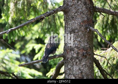 Nutcracker (Nucifraga caryocatactes), sitting on spruce and looking for food on the tree trunk, Black Forest, Germany Stock Photo