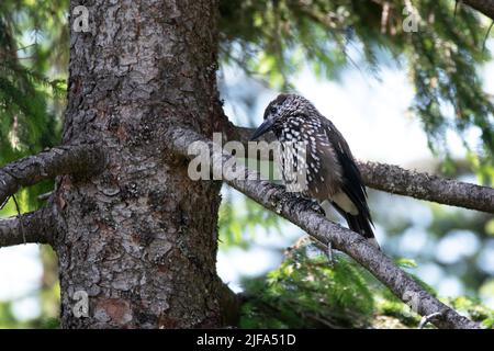 Nutcracker (Nucifraga caryocatactes), sitting on spruce looking for food, Black Forest, Germany Stock Photo