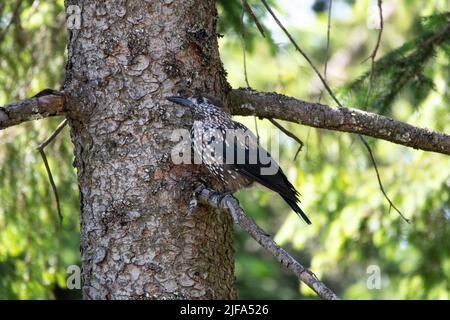 Nutcracker (Nucifraga caryocatactes), sitting on spruce and looking for food on the tree trunk, Black Forest, Germany Stock Photo