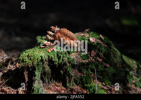 Eurasian squirrels (Sciurus vulgaris), feeding place with cones on tree stump, Velbert, Germany Stock Photo