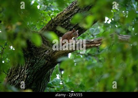 Eurasian red squirrels (Sciurus vulgaris), sitting well hidden under the canopy on a branch and observing its surroundings, Velbert, Germany Stock Photo